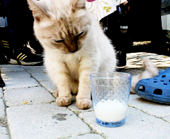  Cat drinking latte