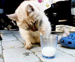  Cat drinking leite