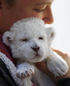  cute and rare white lion cub