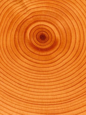  Wooden stump