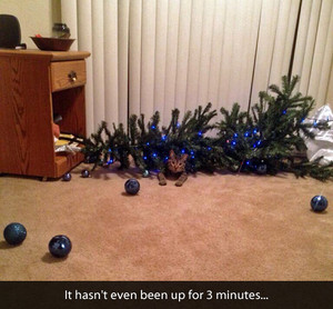  圣诞节 树 fell on a cat