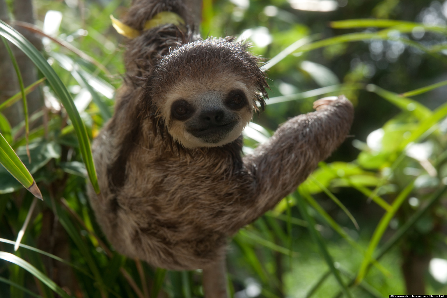 Showing off - Sloths Photo (36191150) - Fanpop