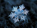 Snowflakes - winter photo