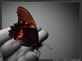 butterfly - beautiful-pictures fan art