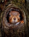 Squirrel    - animals photo
