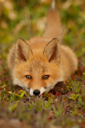  zorro, fox
