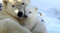 Polar Bears  - animals photo