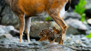  Baby Deer