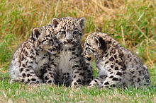  Snow Leopard Cubs