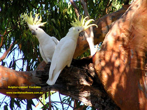 Salpha Crested Cockatoos