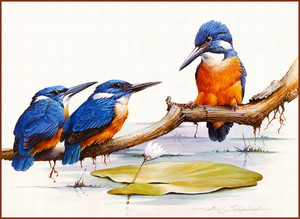 King Fishers