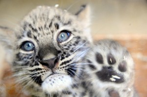  Snow leopard