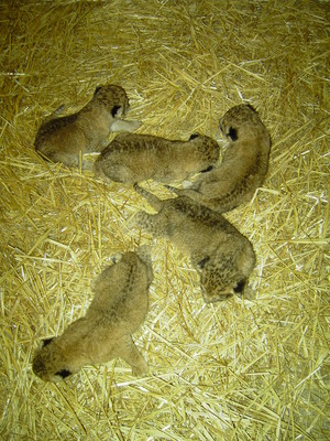  Newborn lion cubs