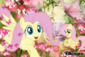 Fluttershy Flying Blingee - my-little-pony-friendship-is-magic photo