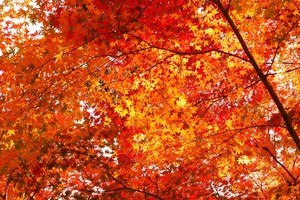  Autumn Season