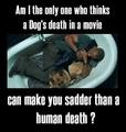 Dogs death vs Human death - random photo