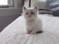 Kitten                                                        - random photo