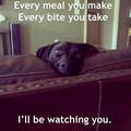 Dog watching you eat - random photo