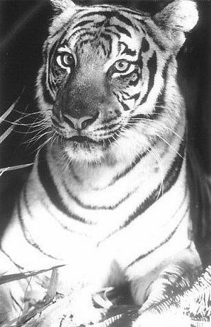  Shere Khan The Tiger