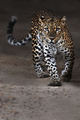 Leopard         - animals photo
