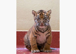  Cute Tiger Cub