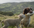 Dog and Lamb                     - random photo