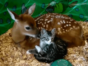  fawn and Kitten