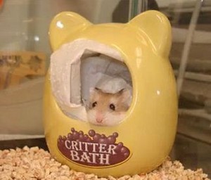  میں hamster, ہمزٹر تصویر