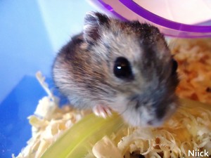  criceto, hamster fotografia
