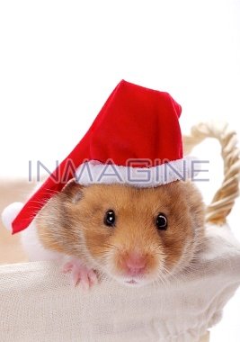 hamster photo