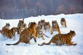 A group of Tigers - animals photo