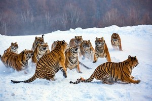  A group of mga tigre