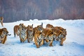 A group of Tigers - animals photo