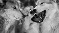 Wolfs            - animals photo