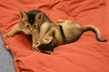 Abyssinian Kittens - animals photo