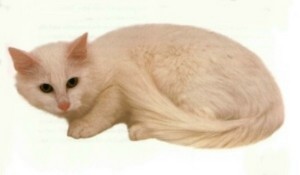  Turkish Angora Cat
