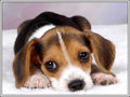 Beagle Puppy - animals photo