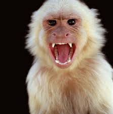  angry monkey