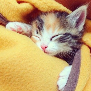  Sleeping Kitten