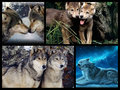 Forest friends - wolves fan art