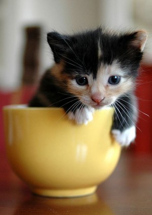 A Cute Little Kitten
