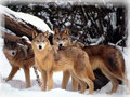 Iced Wolves - wolves fan art