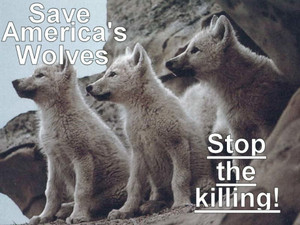 Save the Wolves!