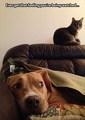 Dog and Cat     - random photo