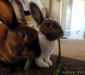Bunnies     - random photo