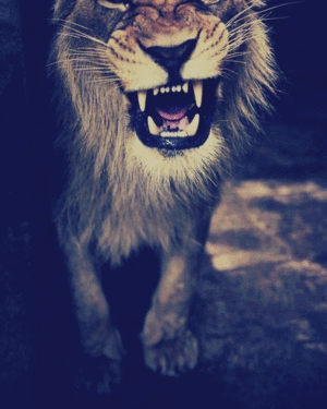  Lion rawrr