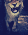 Lion rawrr - random photo