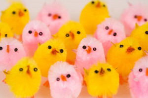 Fluffy toy Easter chicks.