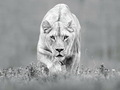 Lioness          - animals photo
