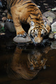 Tiger                - animals photo